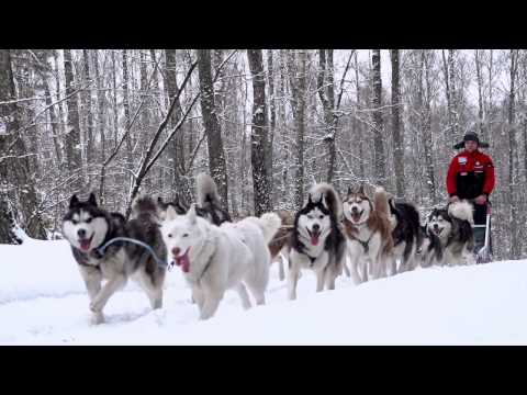 Wideo: Czym Są Zimowe Zabawy: Psie Zaprzęgi
