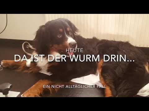 Video: Augenwurminfektion Bei Hunden
