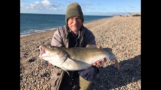 Cod In The Winter Sunshine Sea Fishing Chesil Beach Ferrybridge November 21St 2021