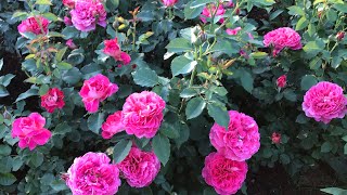 Розы.Роскошные француженки Массада в моём саду.