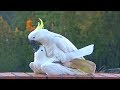 Sweet and Funny Cockatoo Love