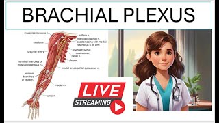 Brachial Plexus Made Easy with Mnemonics and Cadaver Images!