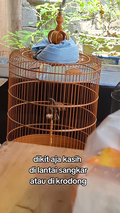 Branjangan Parva ngleper pasca mabung#tipsmabung #burungmabung #pascamabung
