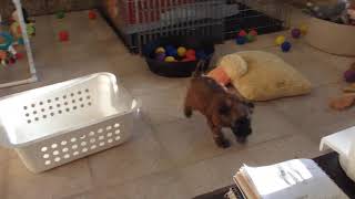 Wheaton terrier Pups - Saturday Morning Play by Doug Brown 66 views 3 years ago 1 minute, 14 seconds