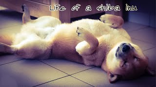 life of a #shiba inu [first #shibainu montage ever] by BaTaiLLe 1,617 views 2 years ago 2 minutes, 55 seconds