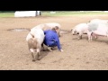 This is British Pig Farming