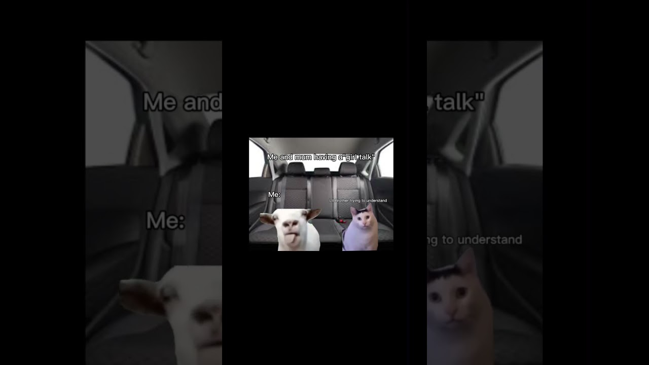 Random cat videos because why not 