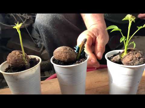 Videó: Tapasztalat A Diónövények Termesztésében Az északi és Keleti Régiókban
