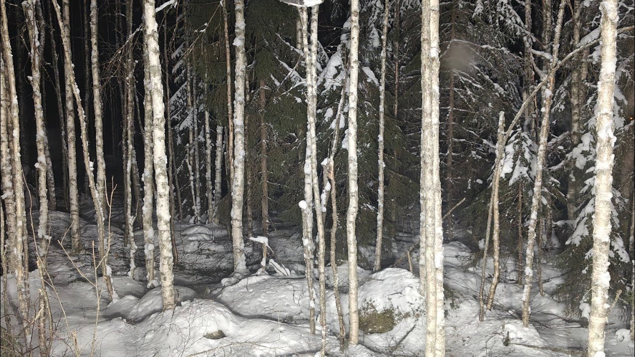 Huonolaatuista koivikon harventelua, Ponsse Scorpion &H6