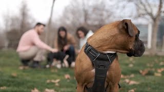Dog Park Dangers You Need to Know