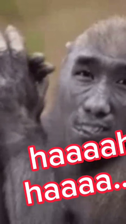 monyet nyanyi lagu India lucuu.