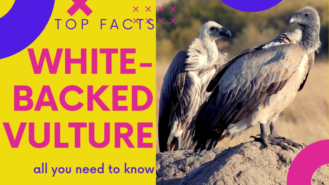 White-backed vulture, facts and photos