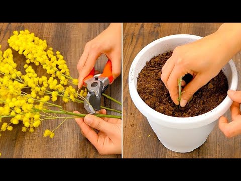 Video Non buttare la mimosa: ecco come creare una nuova... - youtube