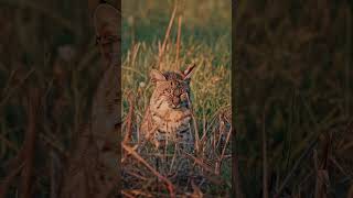 Bobcat Patiently Hunting In Tall Grass