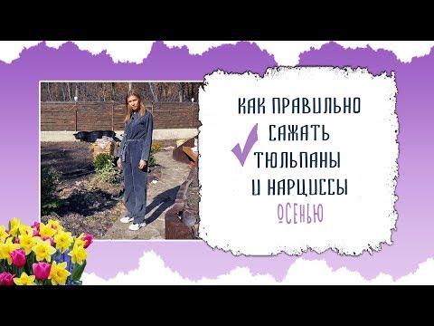 КАК ПРАВИЛЬНО САЖАТЬ ТЮЛЬПАНЫ И НАРЦИССЫ ОСЕНЬЮ