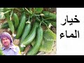 زراعة خيار الماء