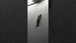 A rare video of house lizards mating!!