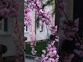「最後の桜」すぎもとまさと〜涙が止まらない!桜の季節に贈る、切ない春のメロディ〜Coverちゆき #最後の桜 #杉本眞人 #nikoshiba #春の歌 #桜ソング#昭和歌謡#shorts