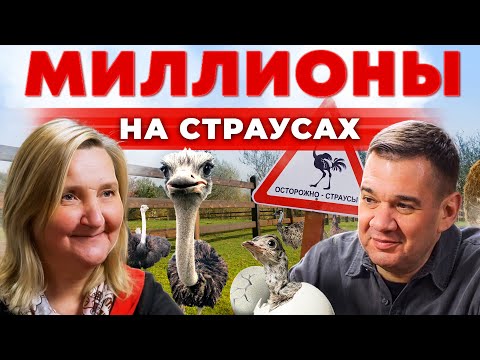 Заработок на страусиной ферме в России | Бизнес с нуля | Сколько приносит страус? Андрей Даниленко