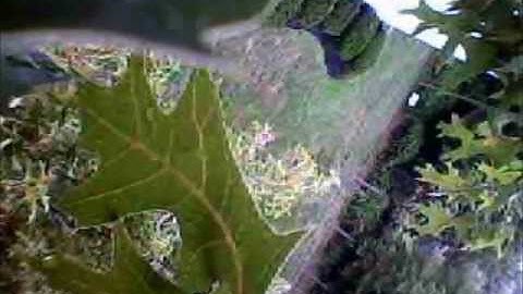 RC Airplane crash tree