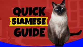 Unlock Siamese Charm: The Ultimate Care Guide!