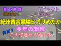 【メダカ飼育】紀州黄金黒鱗ヒカリめだか～春なので容器を大きくします(笑)