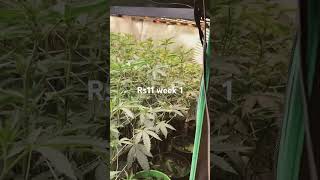 Rs11 week 1