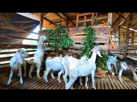 Cách Chọn Dê Giống Tốt | How To Choose Goat Breed