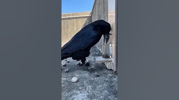 This Crow Solved a Problem Like a Genius!