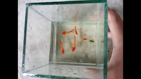 [VBLOG #01 Ngày 02.09.2020] Diệt rêu tóc ngày thứ nhất và show cá guppy