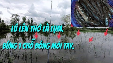 Câu cá lóc mùa lũ ( P34 ).Trúng điểm cá lan.Thợ Săn Cá Lóc.