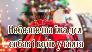 Небезпечна Їжа Для Собак І Котів У Свята  Dangerous Food For Dogs And Cats During The Holidays