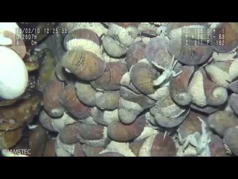 Sampling of Scaly-foot Snail