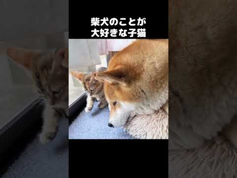 柴犬に育てられてる子猫は大好きすぎてこうなりました…　#shorts