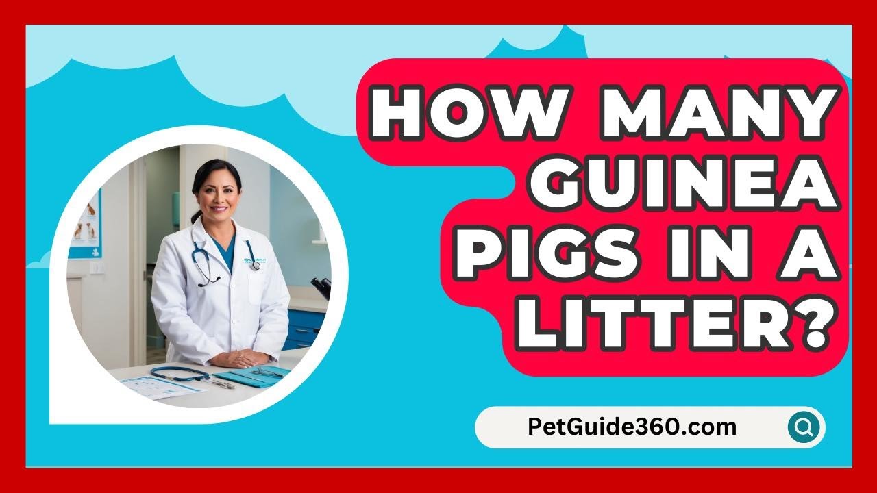How Many Guinea Pigs In A Litter? - PetGuide360.com