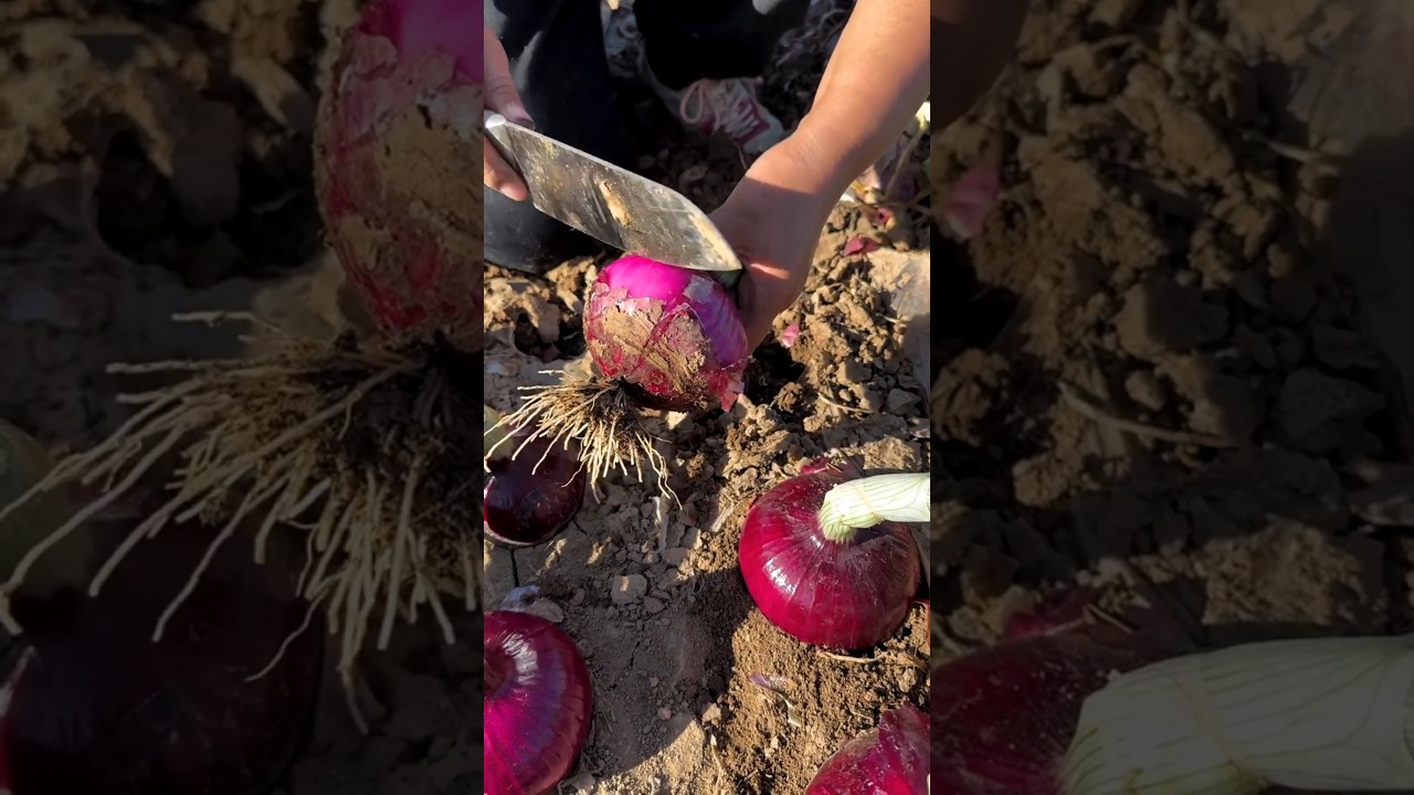 Onions fresh cutting - Onions farming life #viral #onion #shorts #2026 #agriculture
