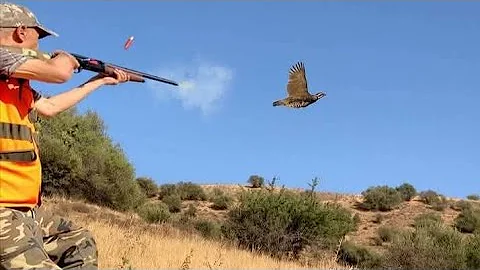 صيد الحجل والارنب البري   chasse perdrix et lievre sauvage 2025_2026