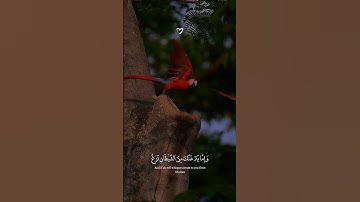 من سورة الأعراف #عبدالرحمن_مسعد