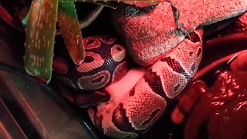 Ball python eats x-large rat part 2