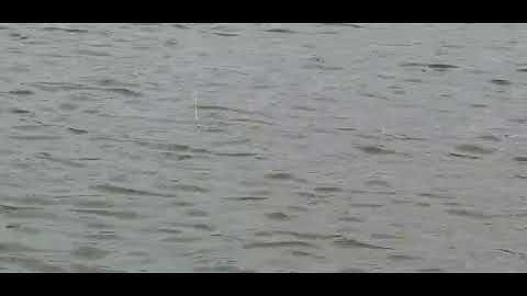 Câu Cá Rô Phi - Cận Cảnh Câu Cá Rô Phi 2kg Bằng Mồi Kim Long