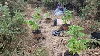DURBAN POISON GUERILLA GROW 2025