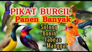 Suara Pikat Burcil Burung Madu Dan Cebean