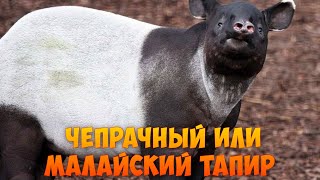 Чепрачный или малайский тапир