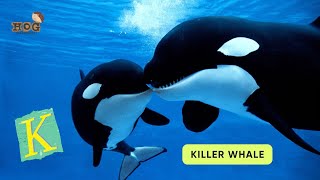 ABC Ocean Animals Song | Alphabets Kids song | Learn English, Alphabets and Animals for Kids #abcd