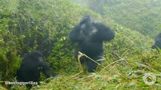 Silverback Gorilla Chest Beat Scares Female | The Dian Fossey Gorilla Fund
