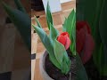 Тюльпаны зацвели