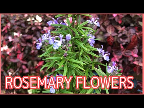 #Herbs#Rosemaryflowers Rosemary Flowers|   Natural Bird sounds