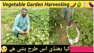 Vegetable Garden Harvesting || کیا بھنڈی اس طرح بنتی ھے