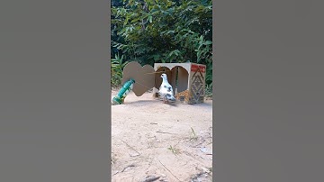 New Idea For You - Creative a Pigeon Trap Shaped Like a Heart using Cardboard Box #shorts #ytshorts