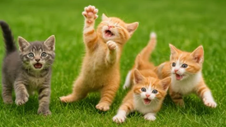 Video 10334691: cat meowing kittens playing, cats kittens meowing cute, cat sound